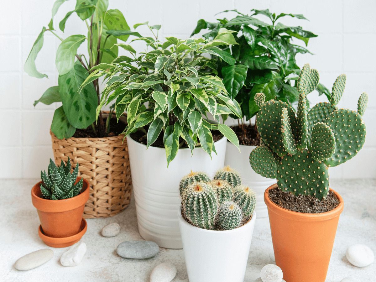 plantas de interior