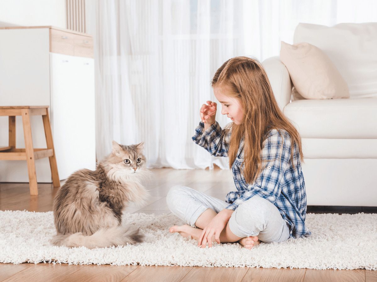 como evitar que un gato salte al patio de la vecina