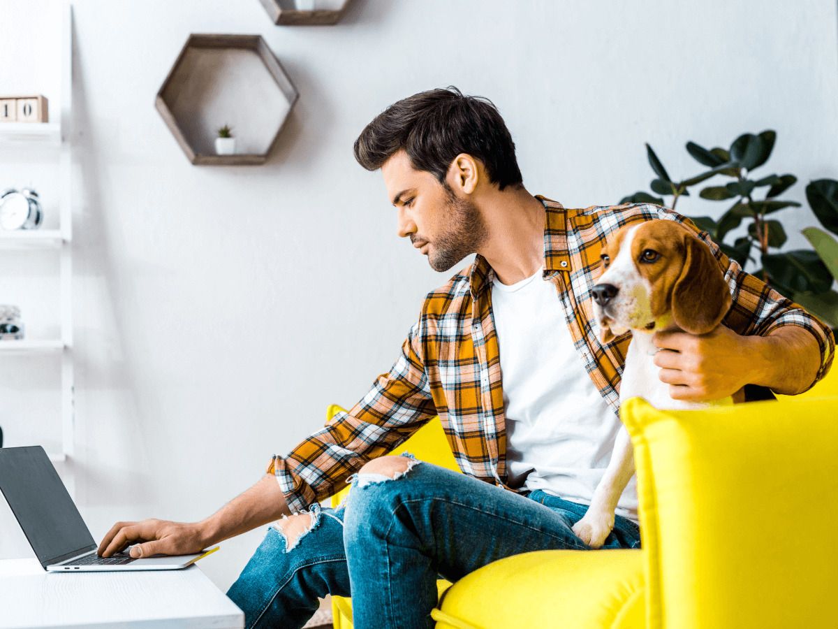 perro solo en casa trabajo