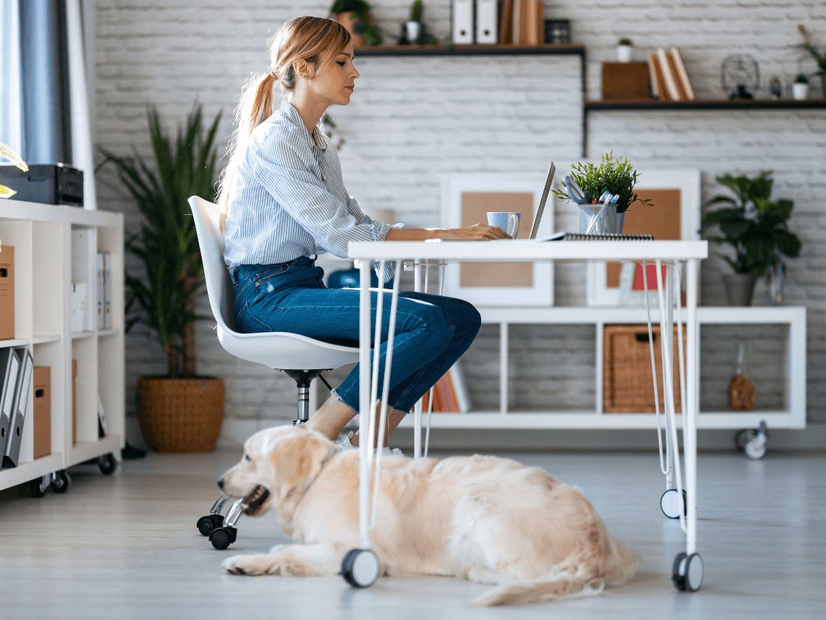 mascota en casa sola