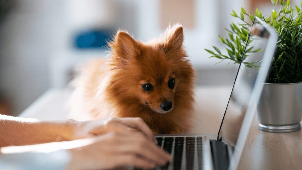 Pasos para preparar a tu mascota si pasas de teletrabajo a trabajo presencial