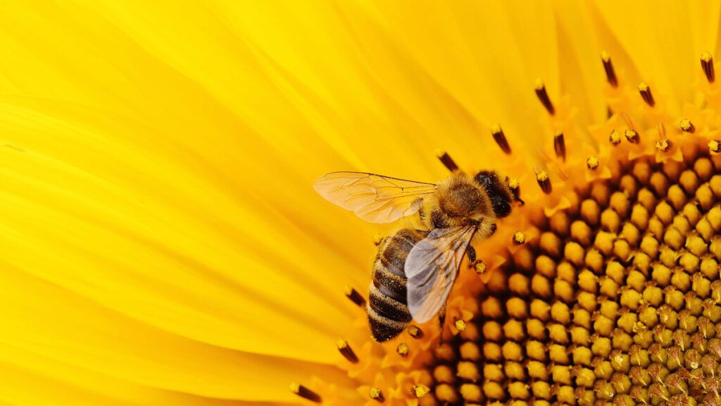 Morgan Freeman o David Beckham: famosos que cuidan abejas en casa