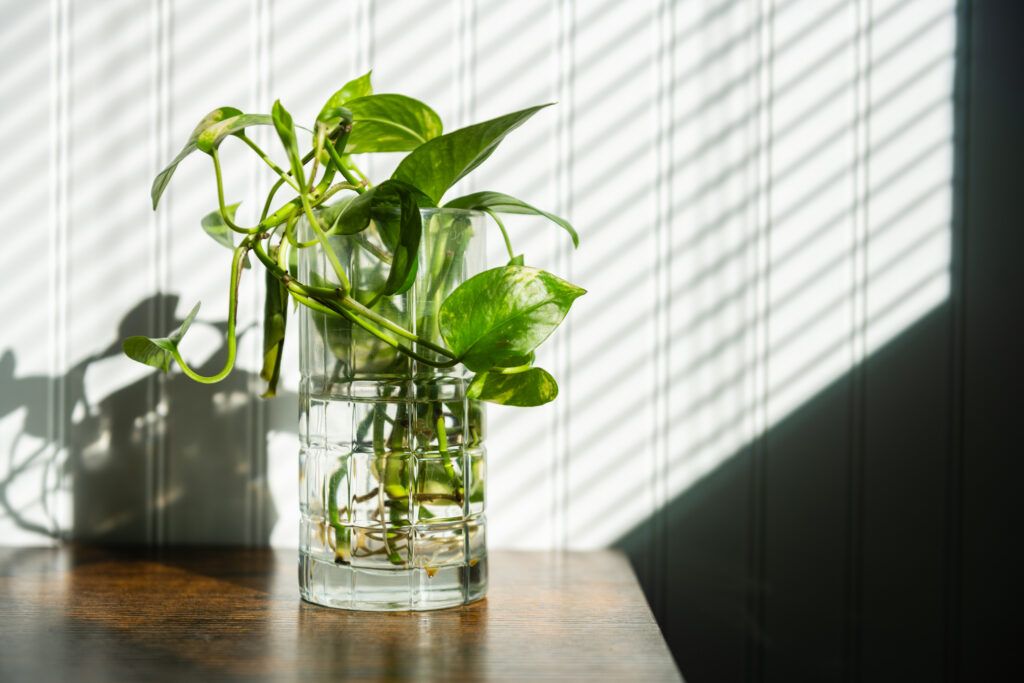 50 ideas de decoración baratas si acabas de mudarte a un nuevo piso - Fotocasa Life Decoración con esquejes
