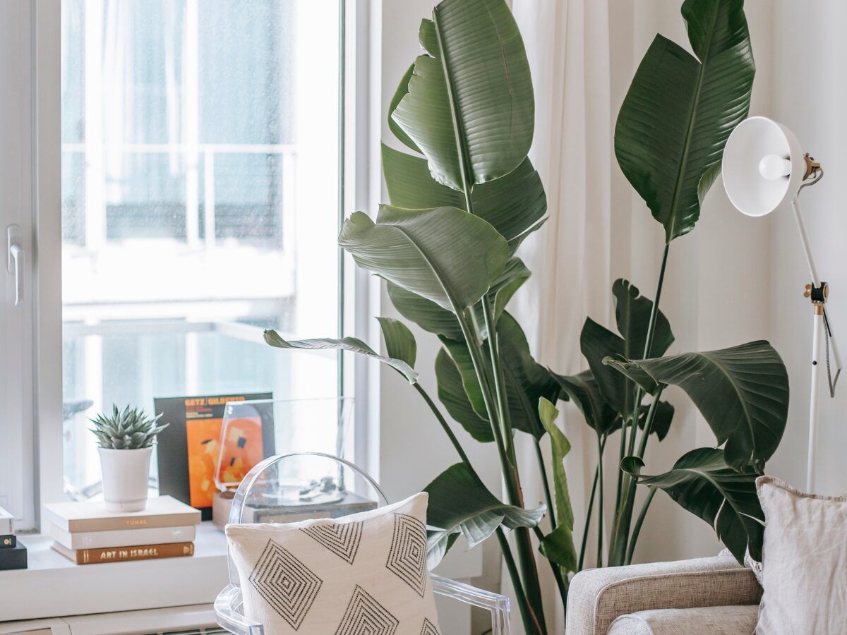 decoraciones diy plantas