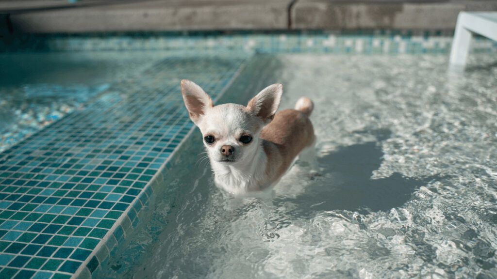 Cómo preparar un rincón en casa para que tu perro no pase calor en verano