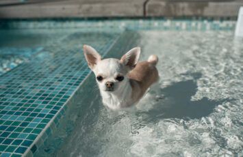 Cómo preparar un rincón en casa para que tu perro no pase calor en verano