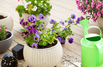 Descubre qué significan las flores con las que decoras tu terraza