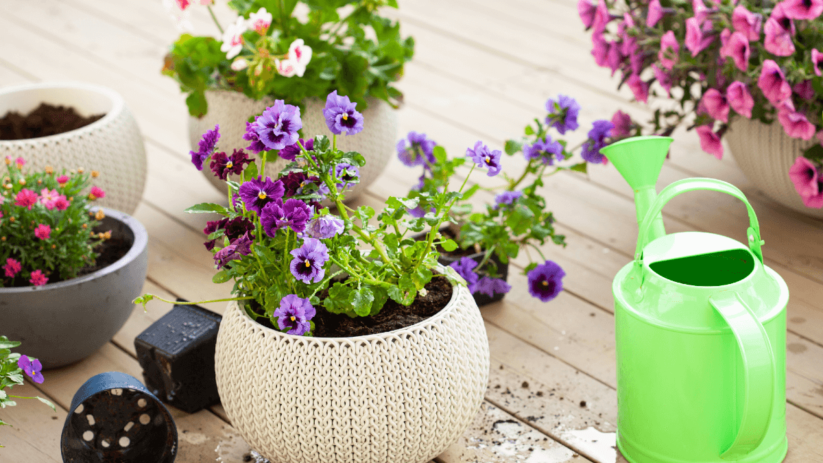 Descubre qué significan las flores con las que decoras tu terraza