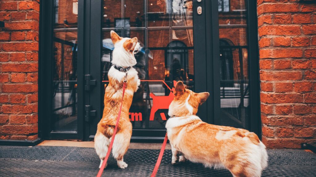 Cómo hacer que mi perro no ladre con el timbre