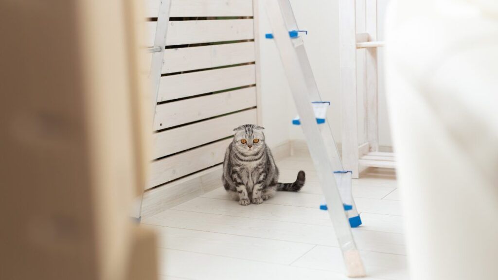 Trucos para que tu gato se adapte a una mudanza