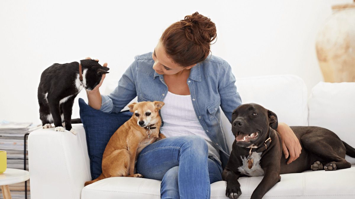 6 de cada 10 propietarios de viviendas aceptaría inquilinos con perros o gatos, pero sólo un 4% lo publica en el anuncio