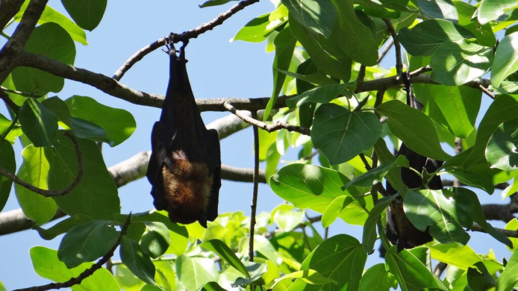 Tener murciélagos en casa: ¿es buena o mala señal?