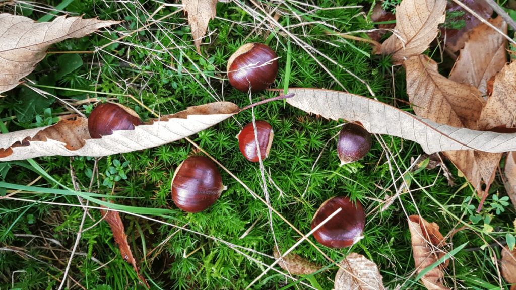 3 pueblos con mucho encanto en los que se celebra la fiesta de la castaña