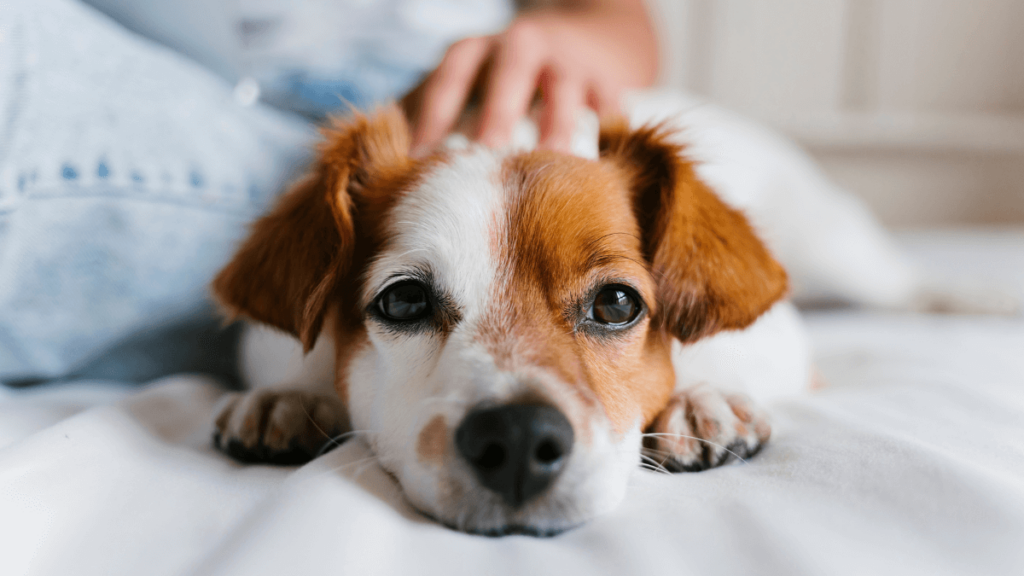 10 trucos para eliminar pelos y olores de nuestras mascotas
