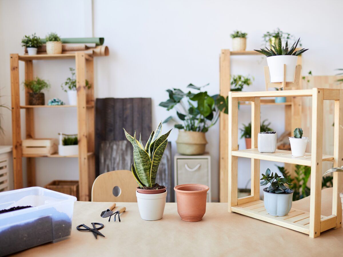 Espacio para plantas