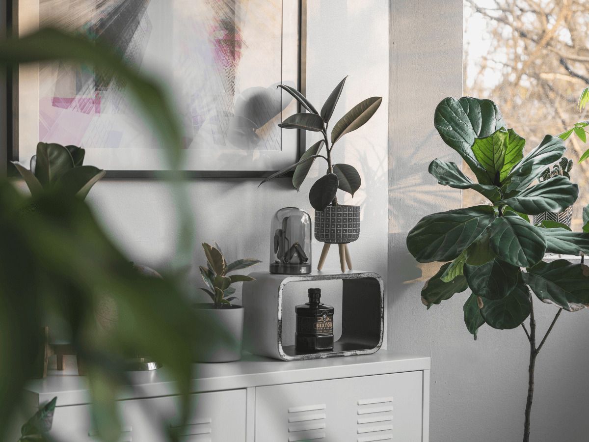 plantas hogar para quitar electricidad estática