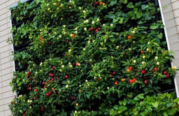 Muros biodiversos: mucho más que un elemento decorativo