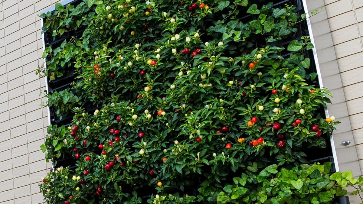 Muros biodiversos: mucho más que un elemento decorativo