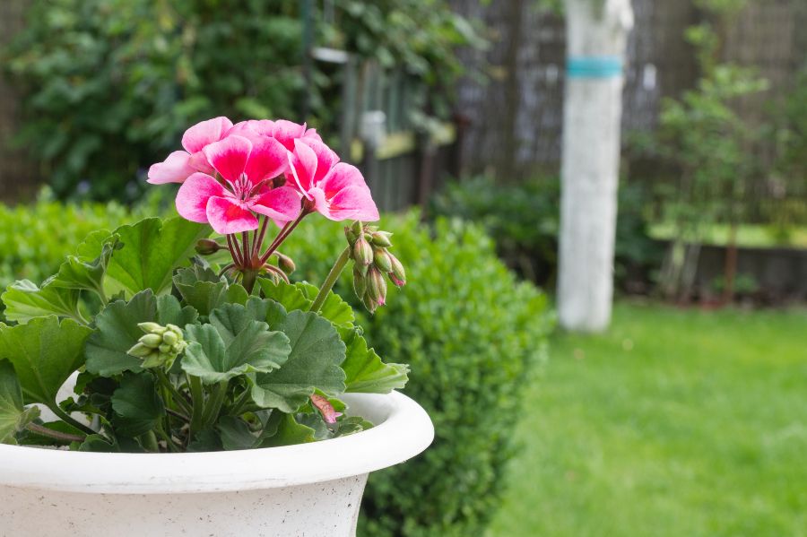 Decorar con flores de primavera geranios