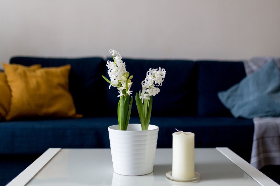 casa con flores de jacinto