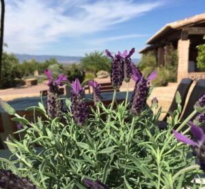 Una flor en una finca rústica