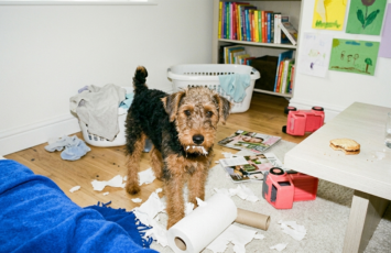 ¿Qué pasa si mi perro causa daños en un piso de alquiler?