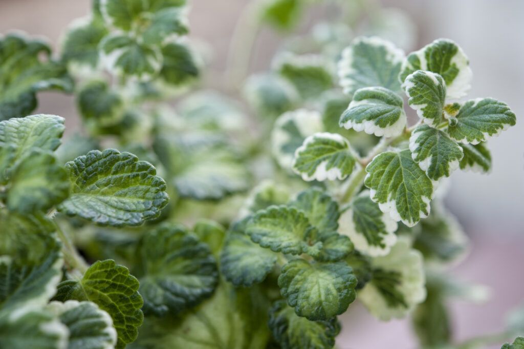 Planta de incienso: cómo cuidarla para que perfume tu casa y se mantenga perfecta todo el año - Fotocasa Life Detalle de las hojas de una planta de incienso (Plectranthus coleoides), una planta aromática fácil de cuidar