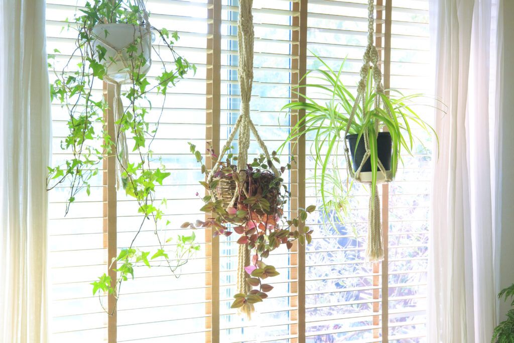 Plantas colgantes en macetas decorando una ventana luminosa, como la planta de incienso