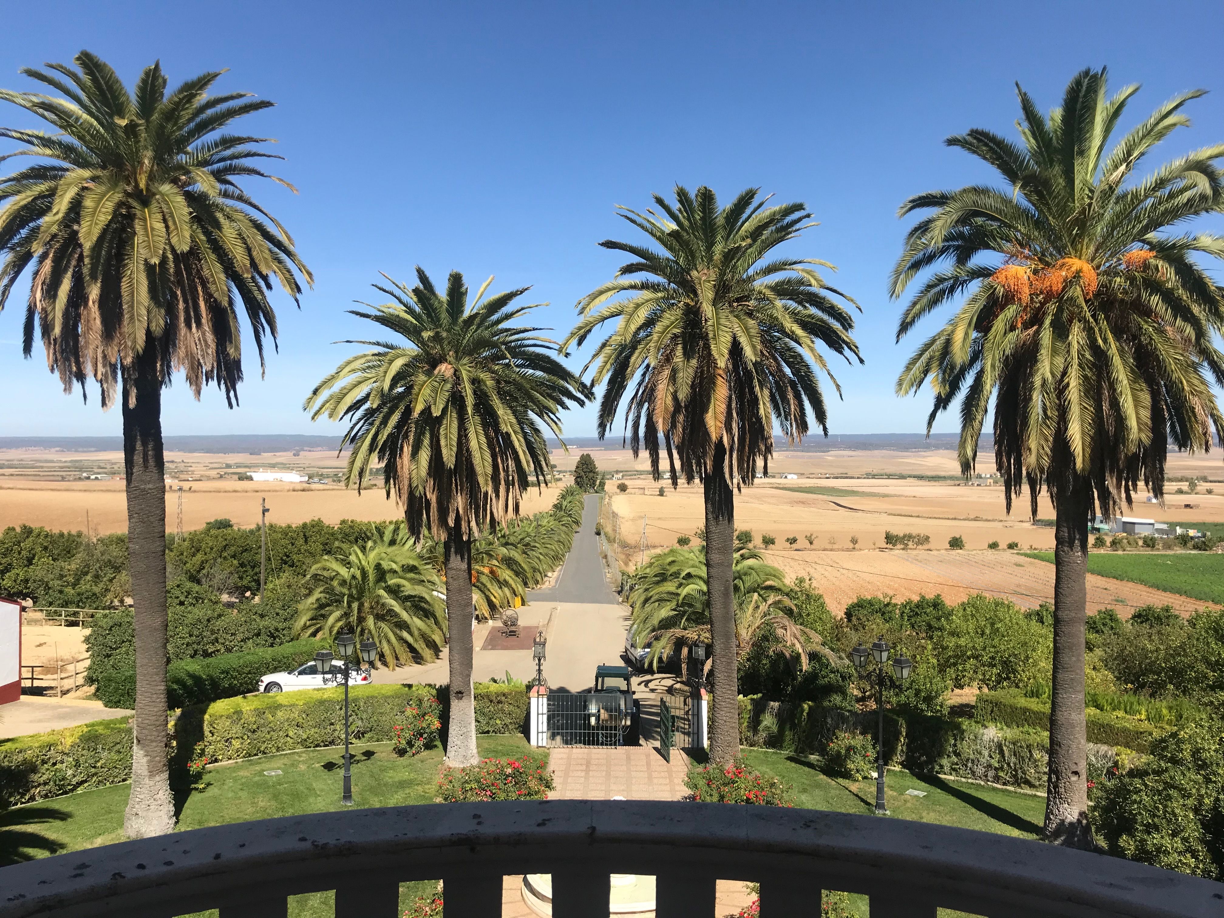 Entrada de casa de lujo en Huelva con camino de palmeras y jardín con vistas a la campiña