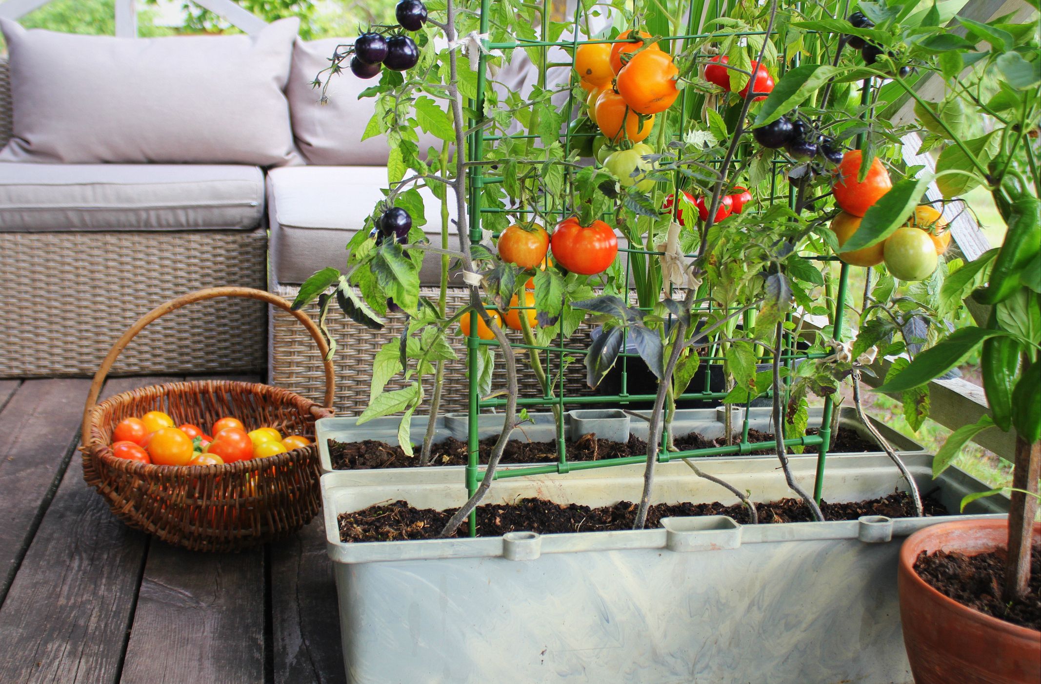 Tomateras en maceta con tutor en terraza durante primavera, con tomates maduros y cultivo en huerto urbano.