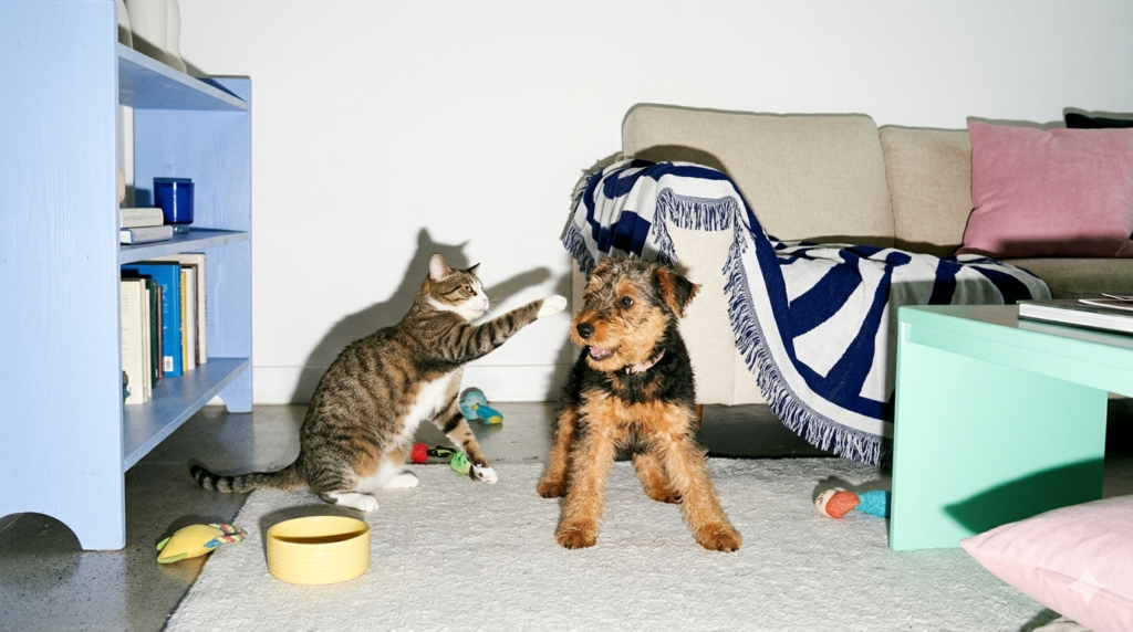 Primeras normas de la UE para proteger a gatos y perros de los abusos