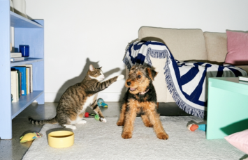 Primeras normas de la UE para proteger a gatos y perros de los abusos