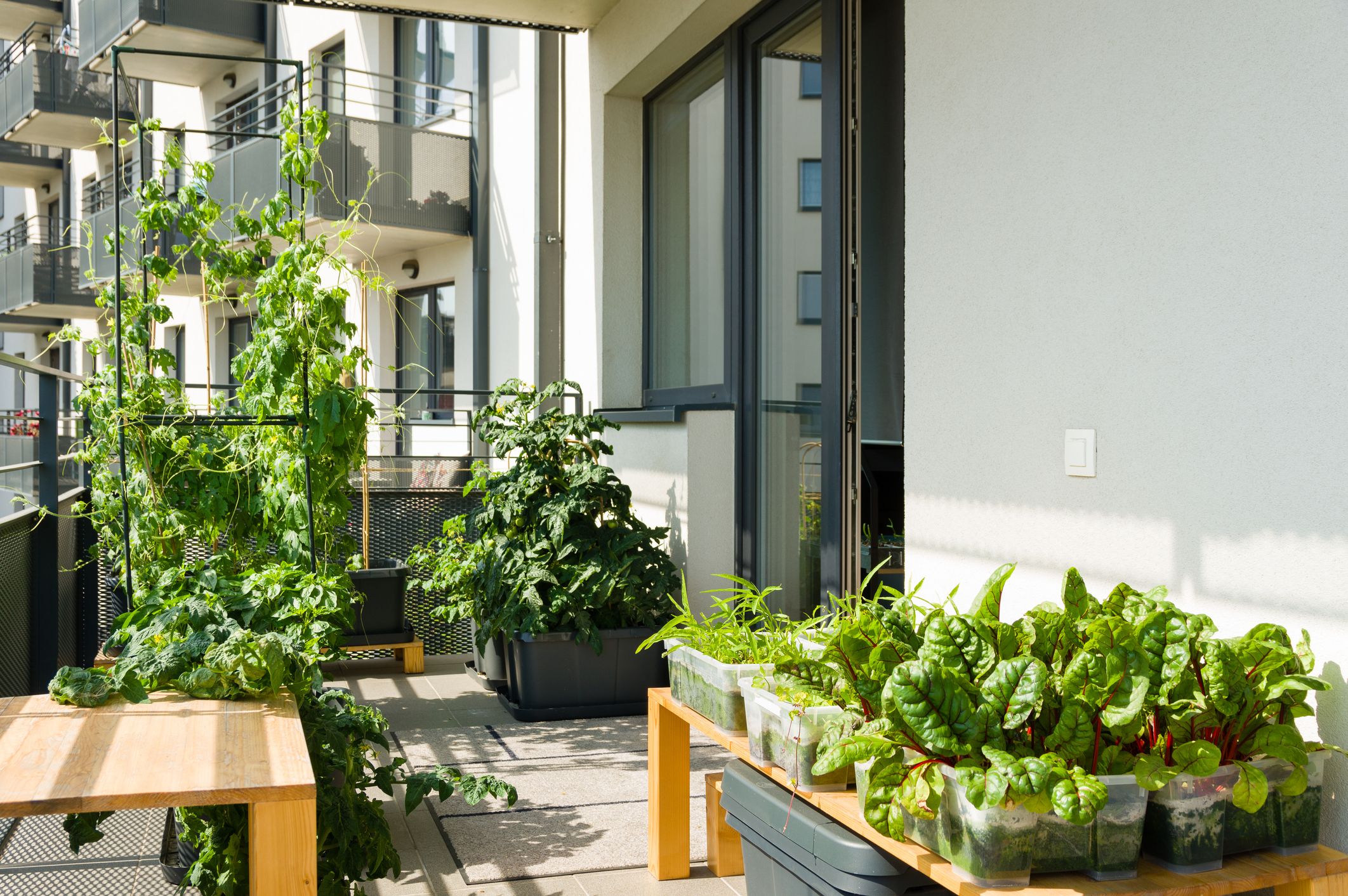 Huerto urbano en terraza en otoño con acelgas, hojas verdes y cultivos en macetas preparados para la nueva temporada.