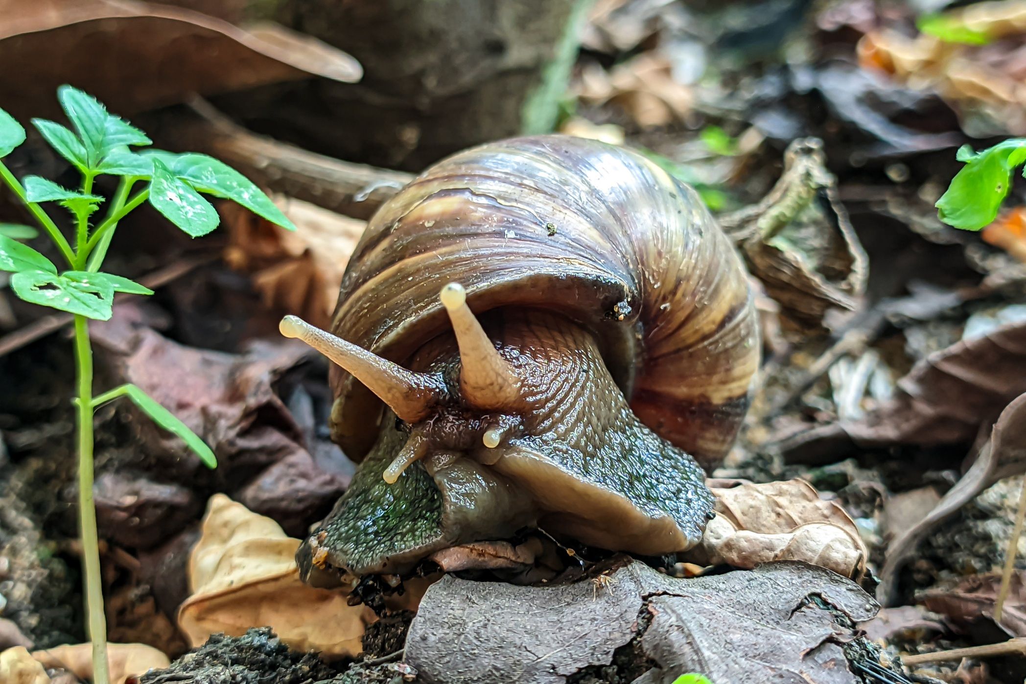 Caracol africano gigante