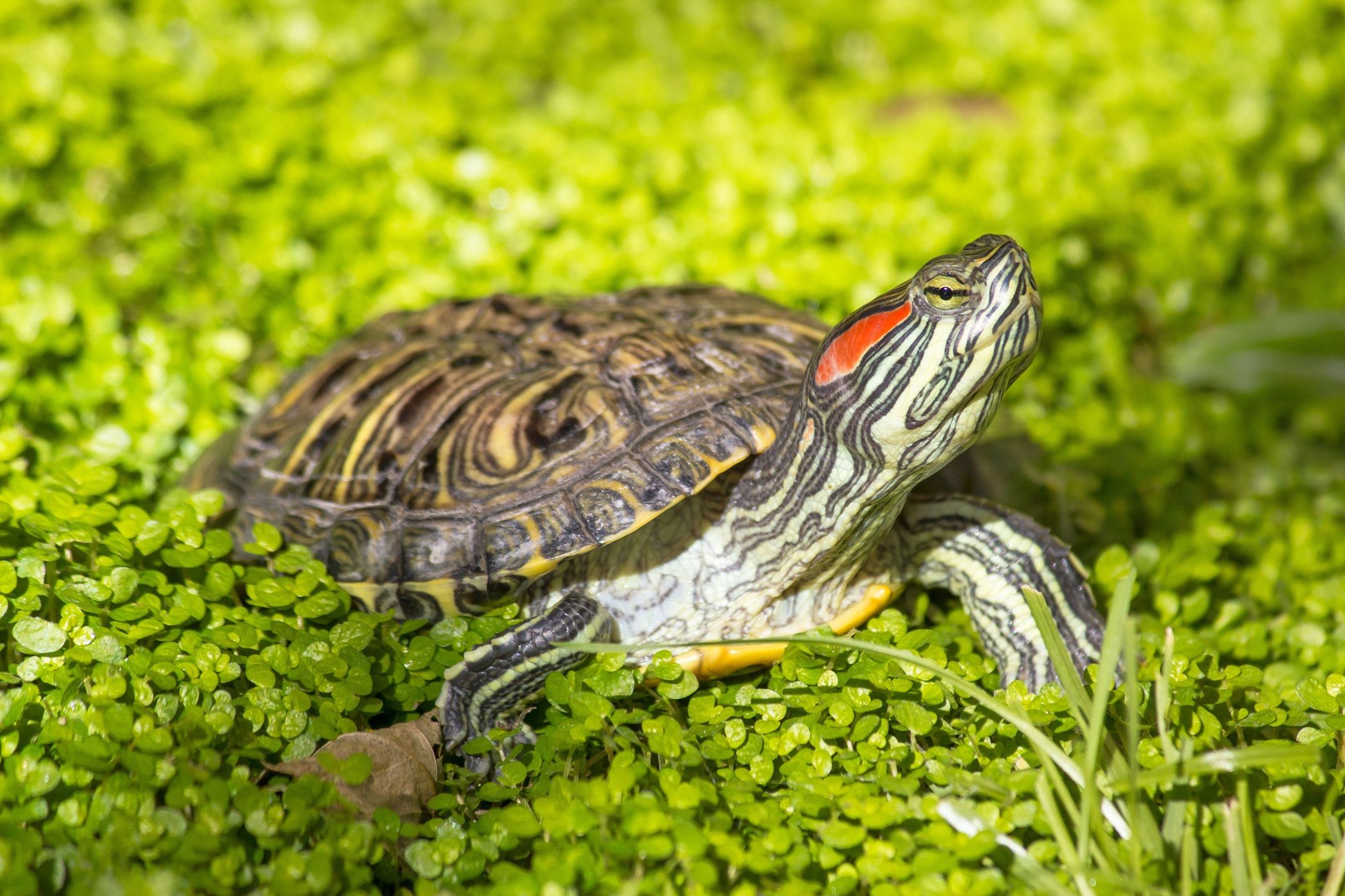 Galápago de Florida