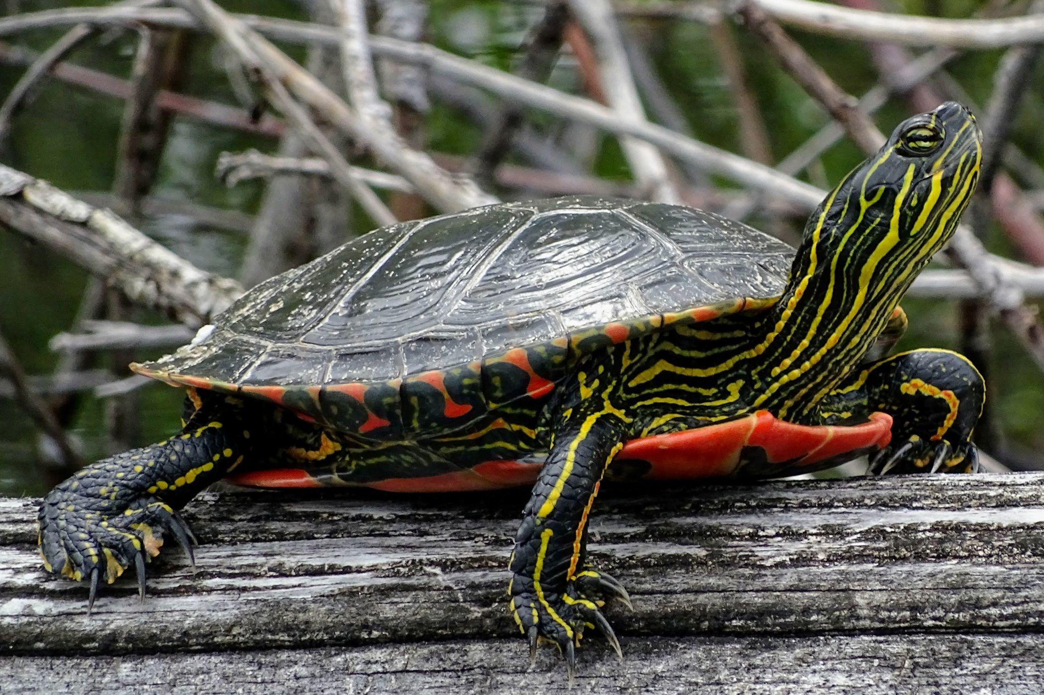 Tortuga pintada